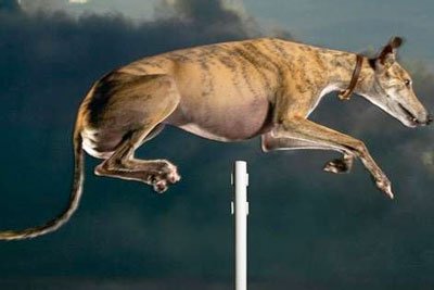 Рекордный собачий прыжок в высоту самый высокий прыжок собаки